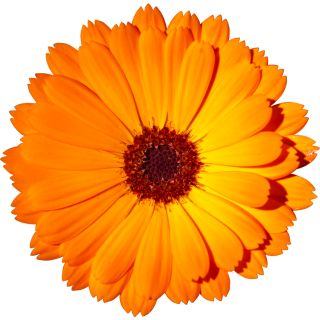 Ringelblumenblütenextrakt