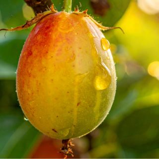 Hagebuttenfruchtextrakt